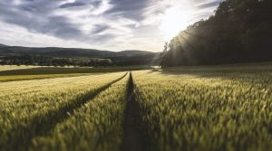 agriculture