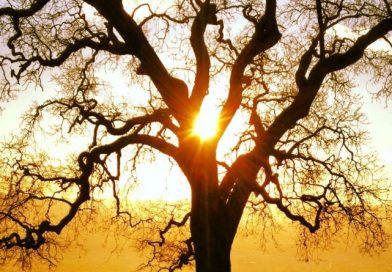 soleil arbre