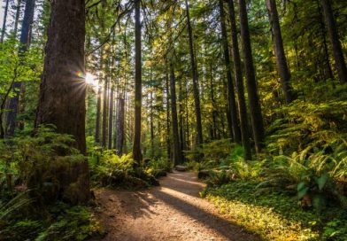 foret